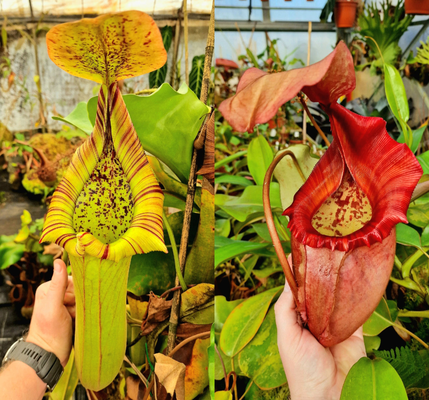 Nepenthes truncata-squat EP x (rajah x veitchii) NP133 - Seed Grown