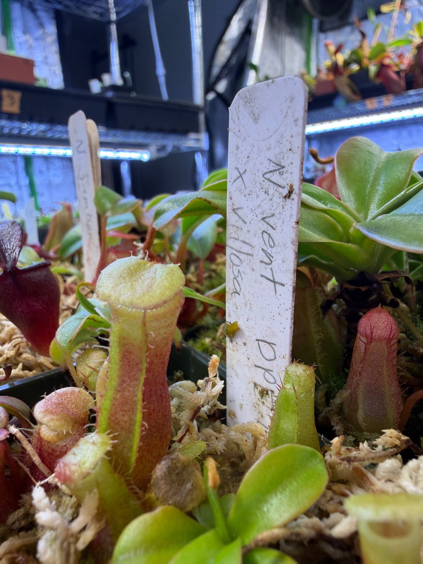 N131 Nepenthes ventricosa x villosa B1 Dangerous Plants Inc (Shipped Bare-Root)