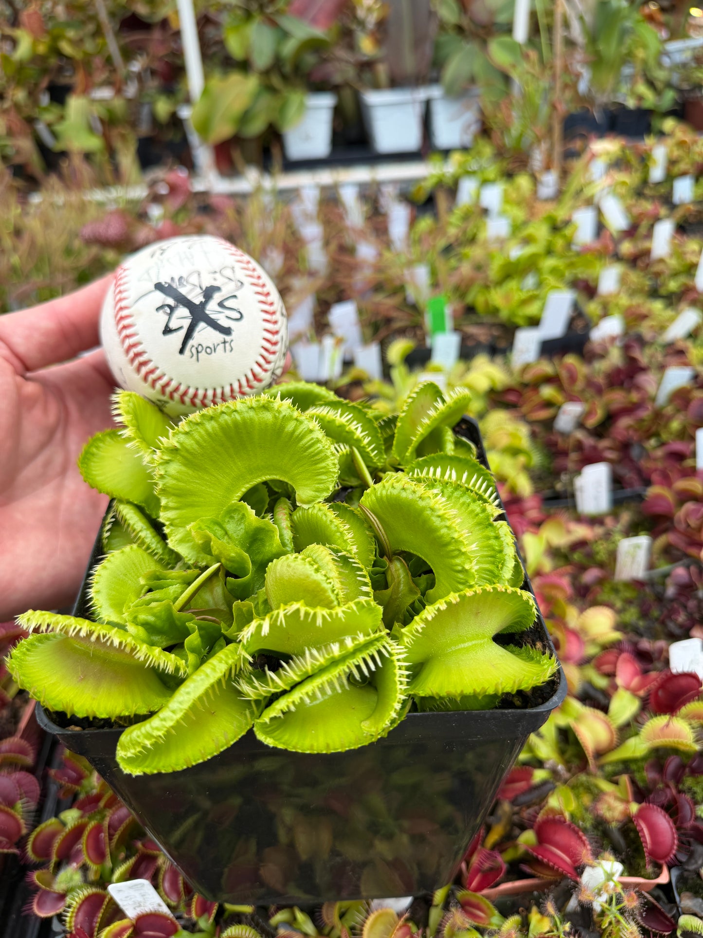 Dionaea muscipula GJ Montecore