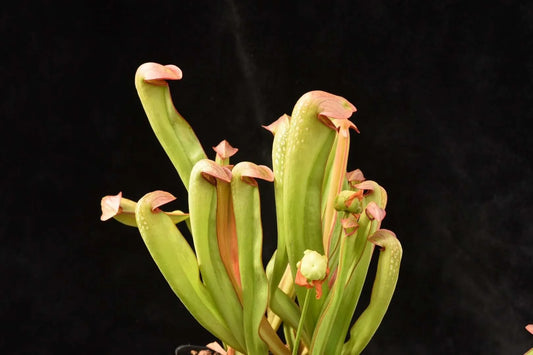 Sarracenia minor Wayne Co GA FC12