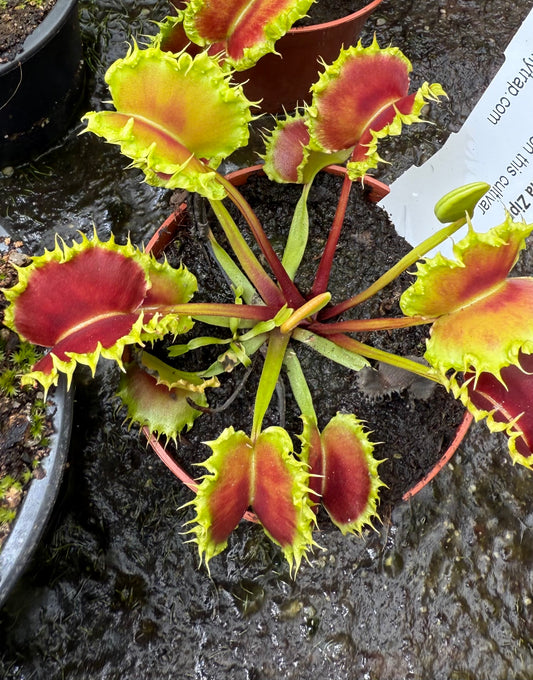 Dionaea muscipula Zipp Small (Shipped Bare-Root)