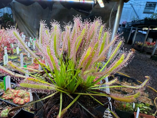Drosera capensis Albino