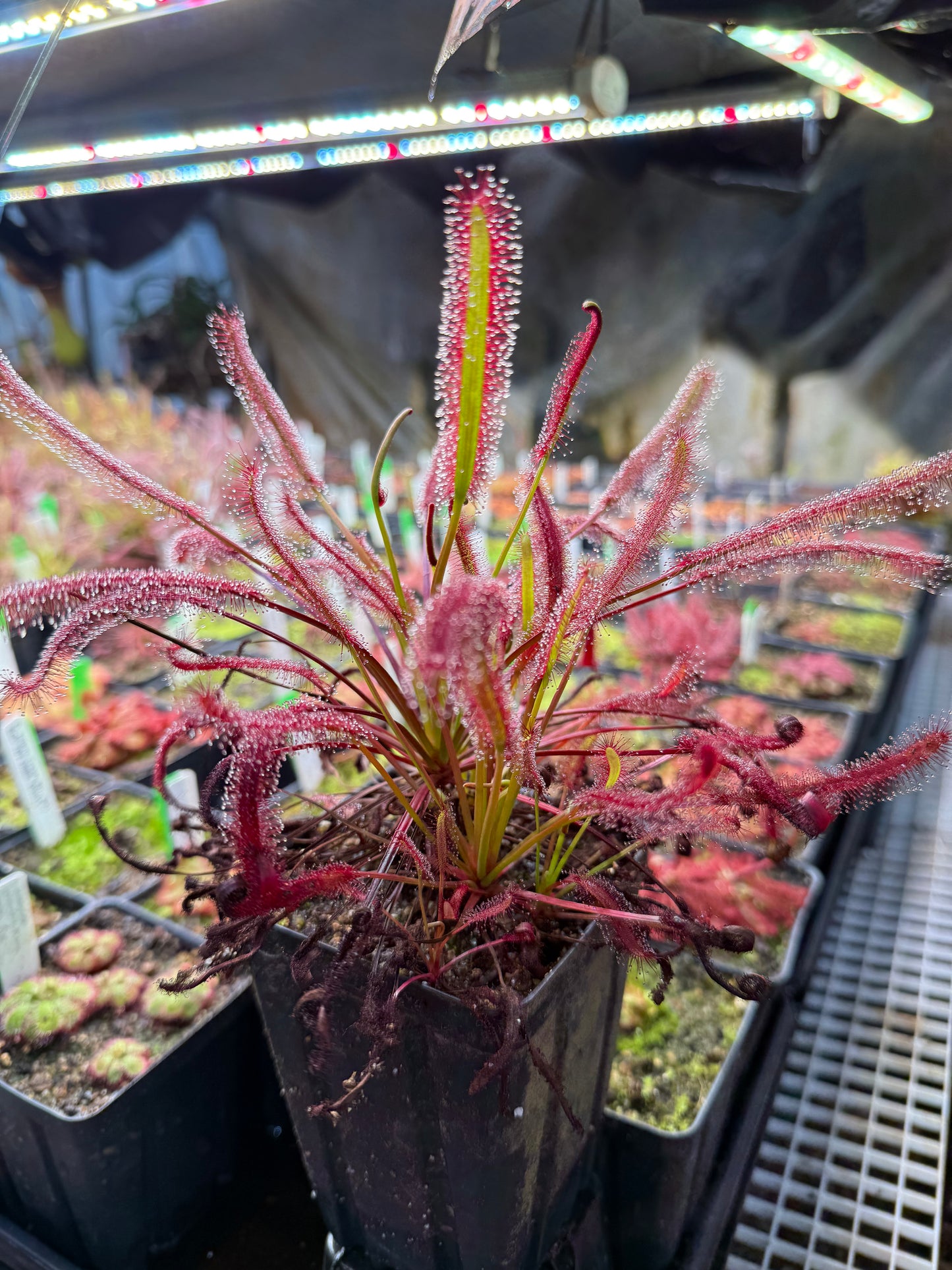 Drosera capensis Triffid Rose from Curious Plants