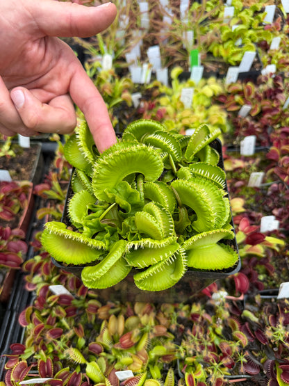 Dionaea muscipula GJ Montecore the New Guinness World Record Biggest VFT! (Shipped Bare-Root)