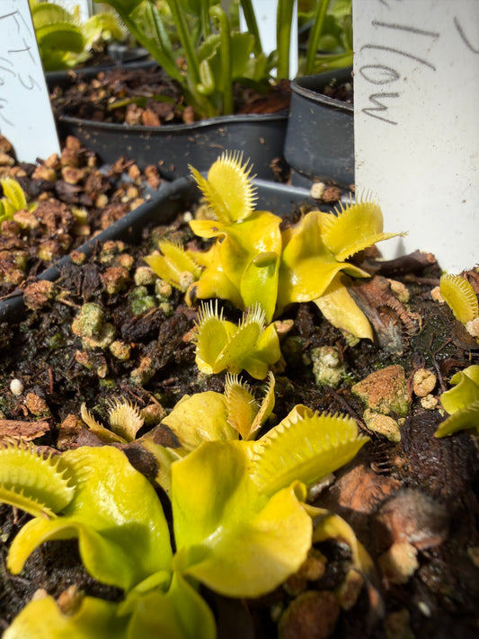 Dionaea muscipula FTS Yellow