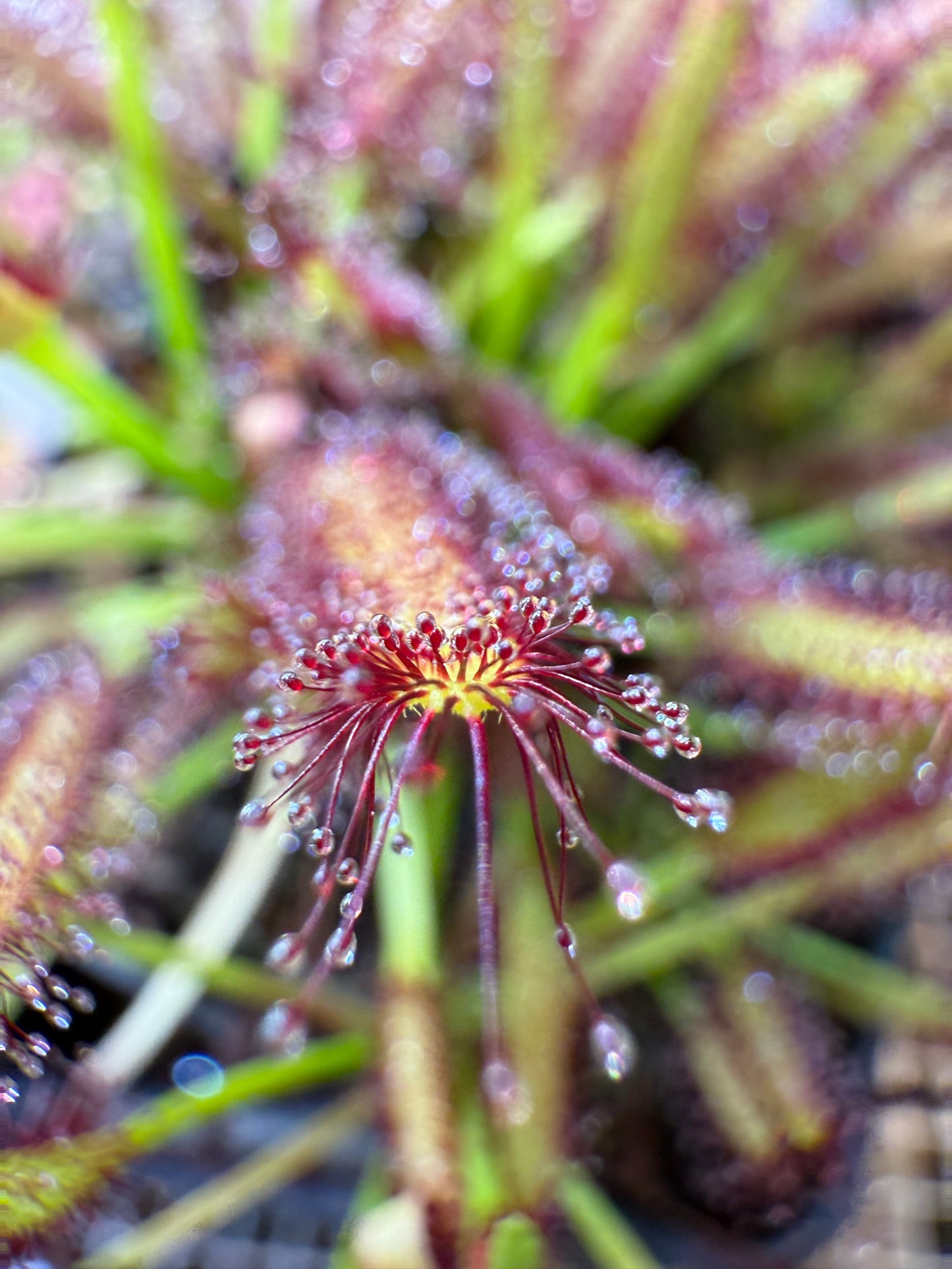 Drosera capensis Roadside Seepage Along R301 Bainskloof