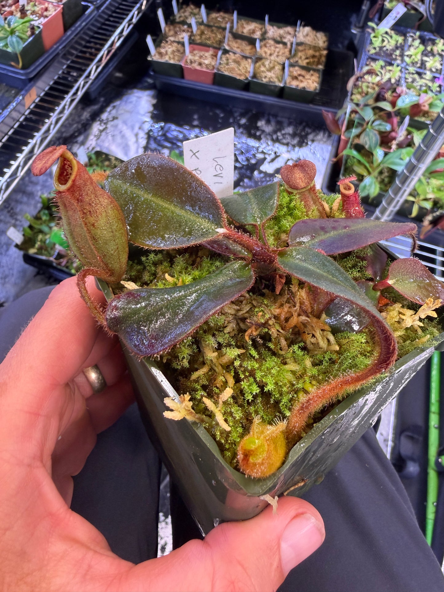N77 Nepenthes Leviathan x peltata (Shipped Bare-Root)