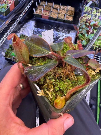 N77 Nepenthes Leviathan x peltata (Shipped Bare-Root)