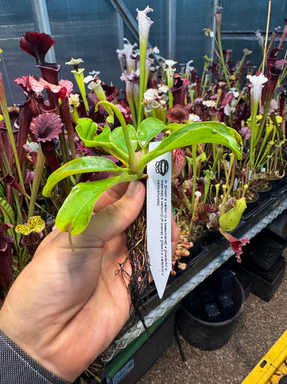 Nepenthes [(lowii x veitchii) x boschiana] x [(veitchii x maxima) x veitchii] (F-clone) x [(lowii x veitchii) x campanulata] NP98 - Seed Grown (Shipped Bare Root)
