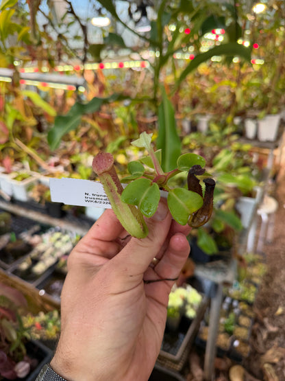 Nepenthes truncata - alba x trusmadiensis NP124 - Seed Grown (Shipped Bare Root)