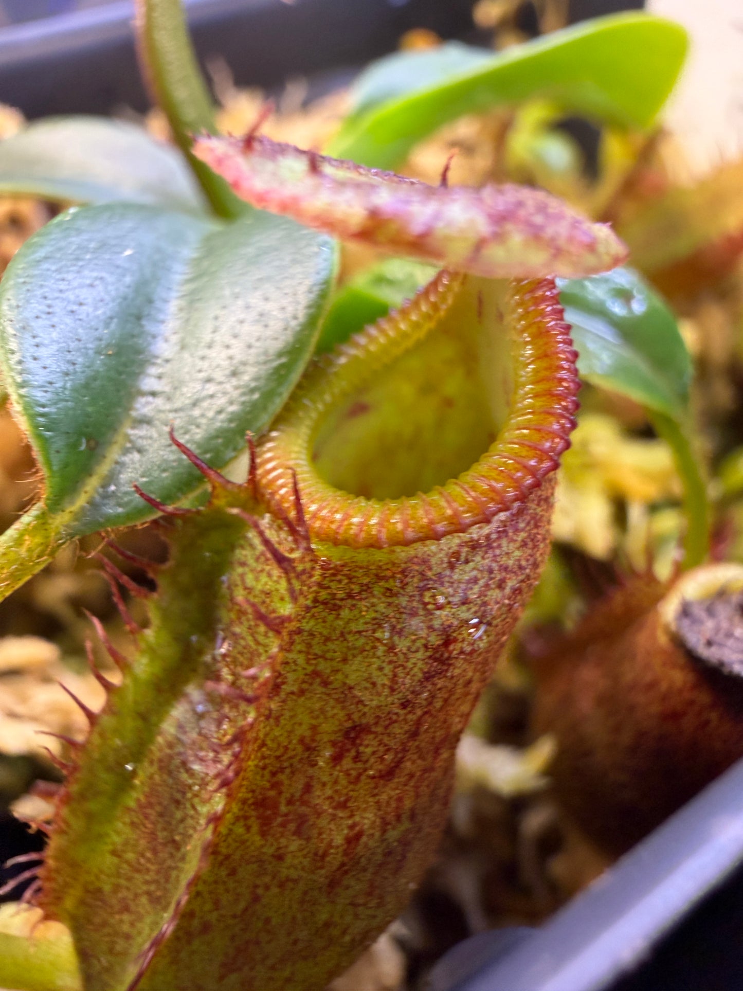 N98 Nepenthes [eymae x (jacquelineae x izumiae)] x villosa #2 (Shipped Bare-Root)