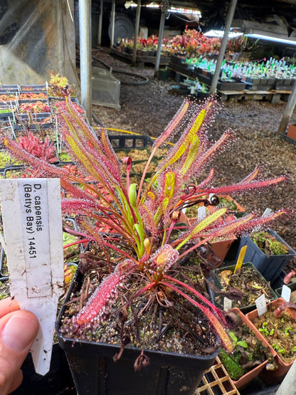 Drosera capensis Betty’s Bay 14451 NY