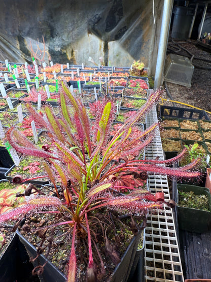 Drosera capensis Betty’s Bay 14451 NY