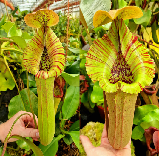 Nepenthes truncata - striped x truncata RED NP128 - Seed Grown