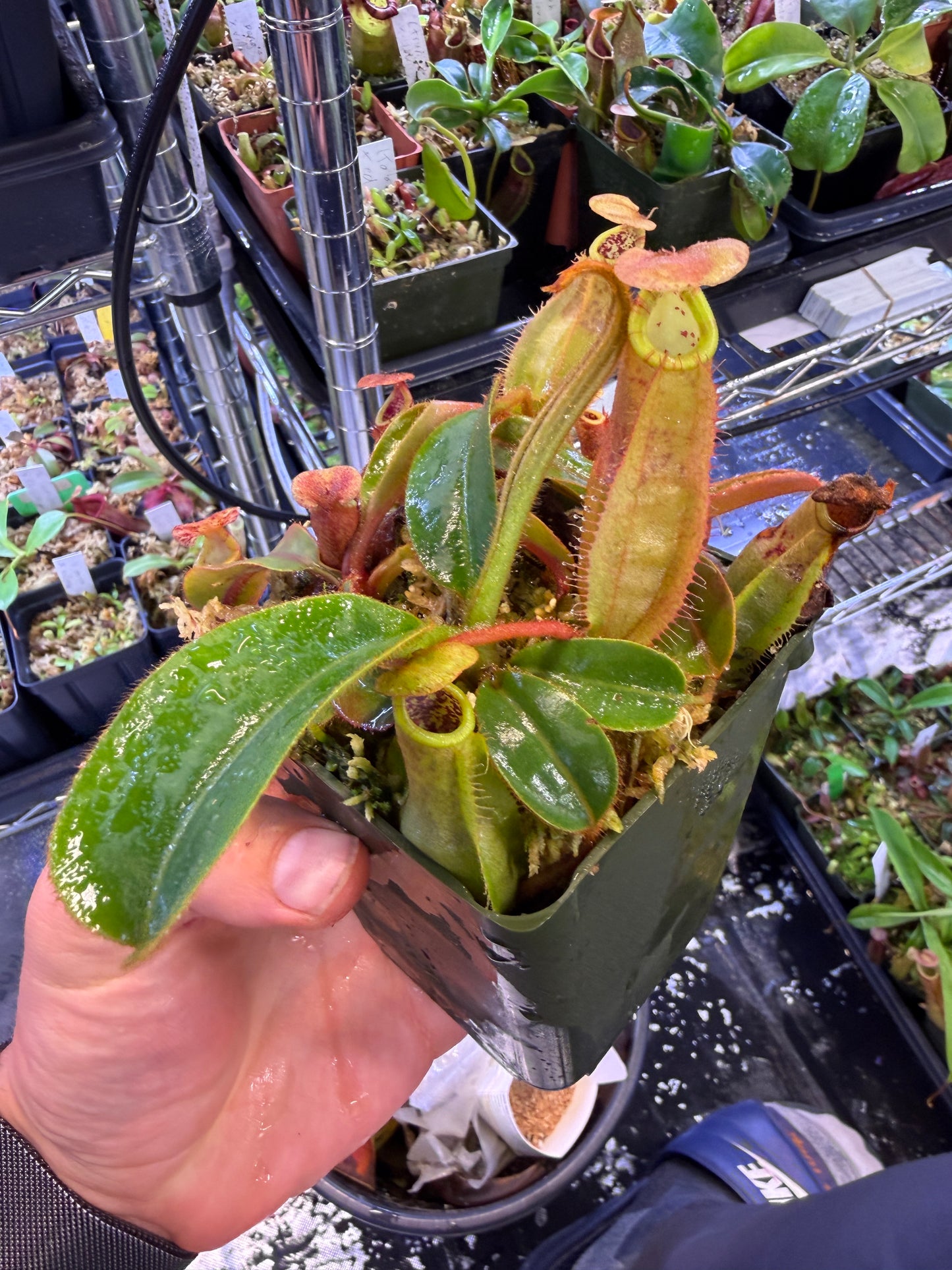 N78 Nepenthes veitchii x leviathan (Shipped Bare-Root)