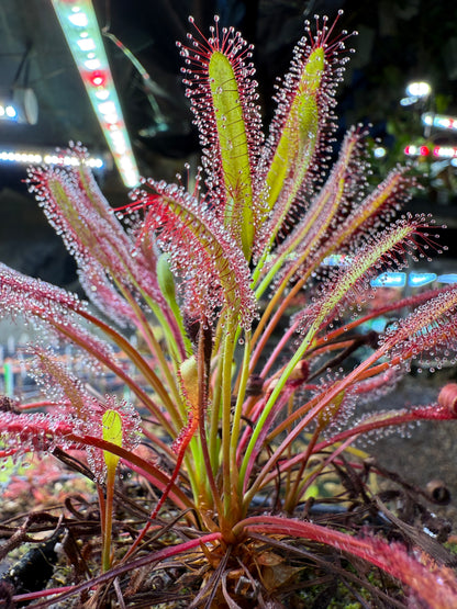 Drosera capensis Betty’s Bay 14451 NY