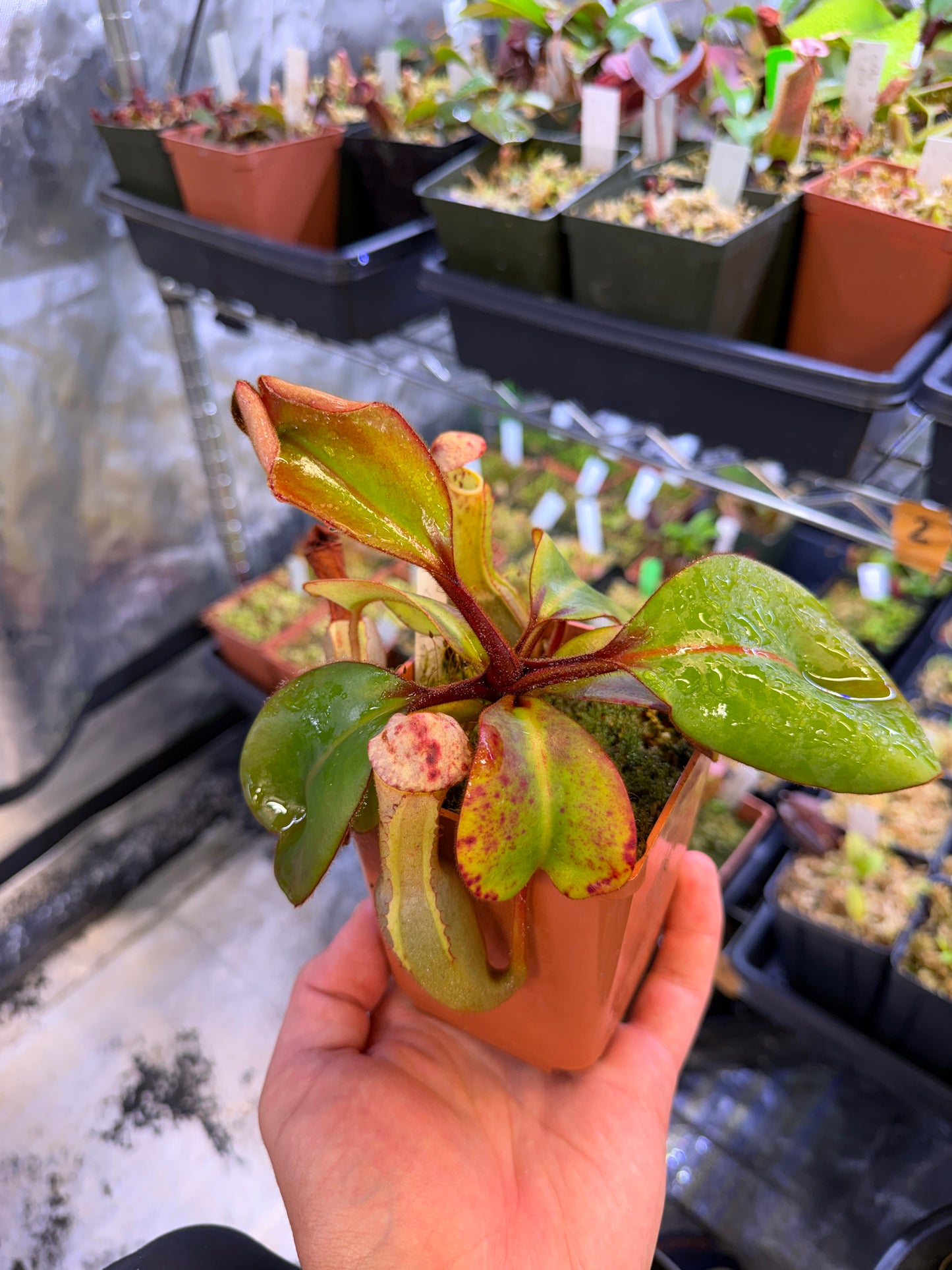 Specimen Nepenthes clipeata hort species SG Specimen (Shipped Bare-Root)