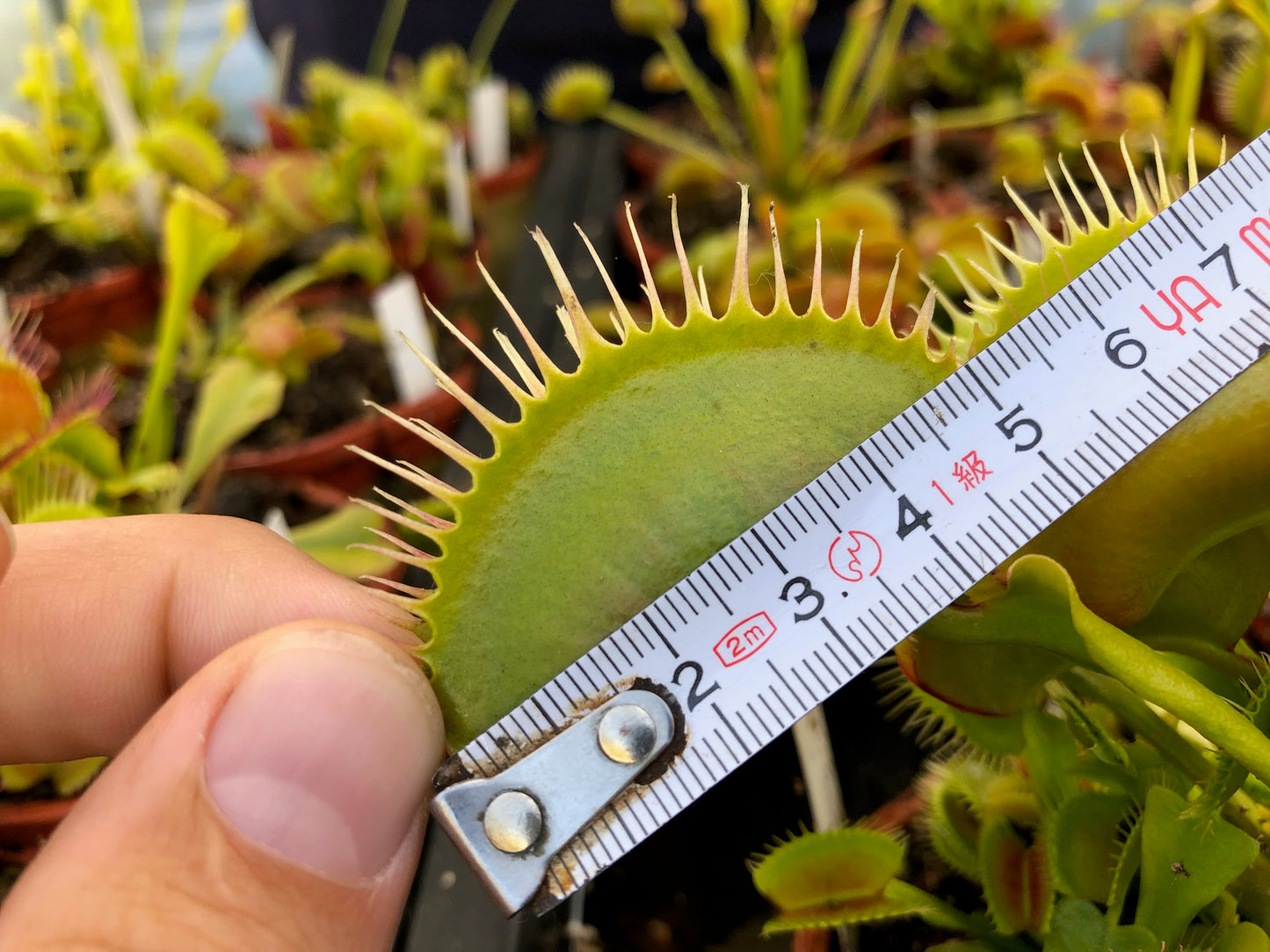 Dionaea muscipula GJ Goliath (Shipped Bare-Root)