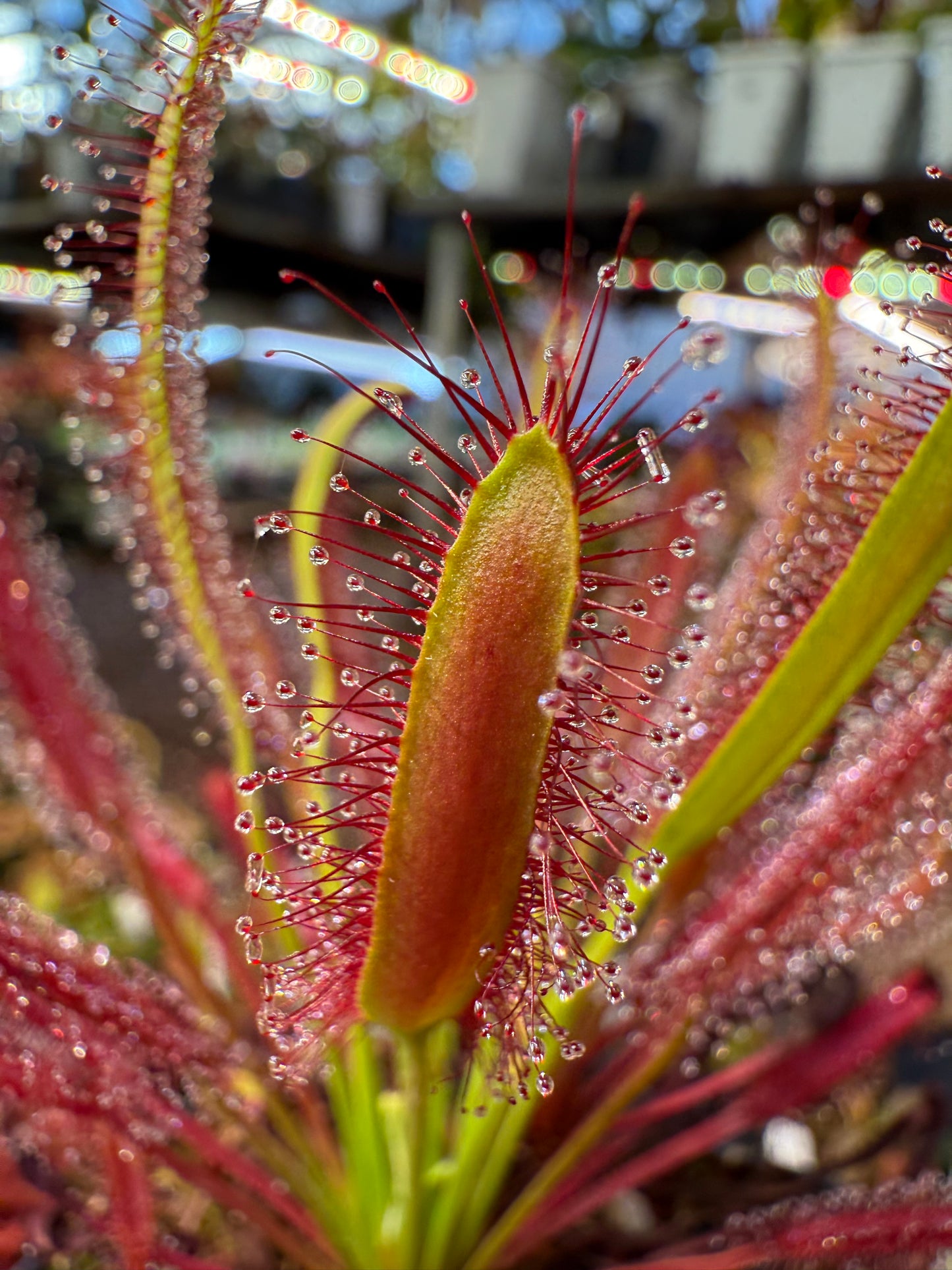 Drosera capensis Red Form (Pakhuis Pass)