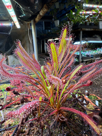 Drosera capensis Betty’s Bay 14451 NY