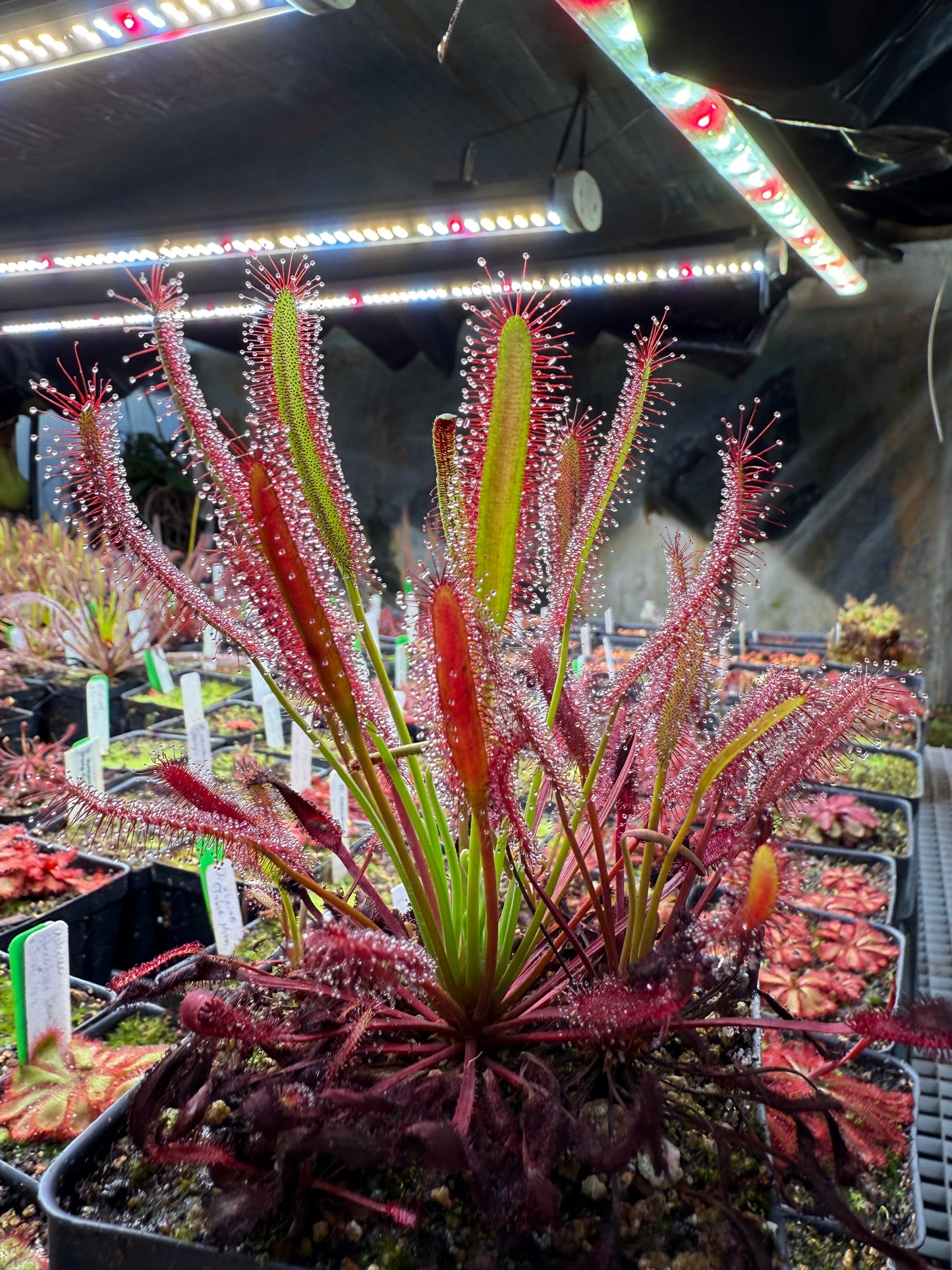 Drosera capensis Red Form (Pakhuis Pass)