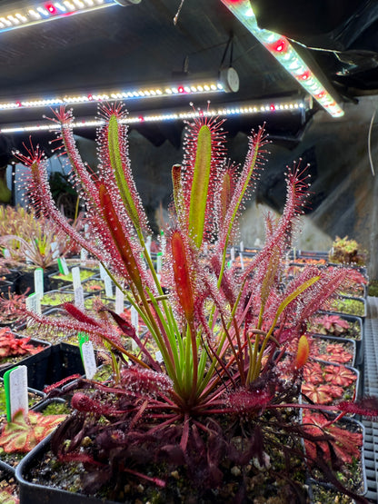 Drosera capensis Red Form (Pakhuis Pass)