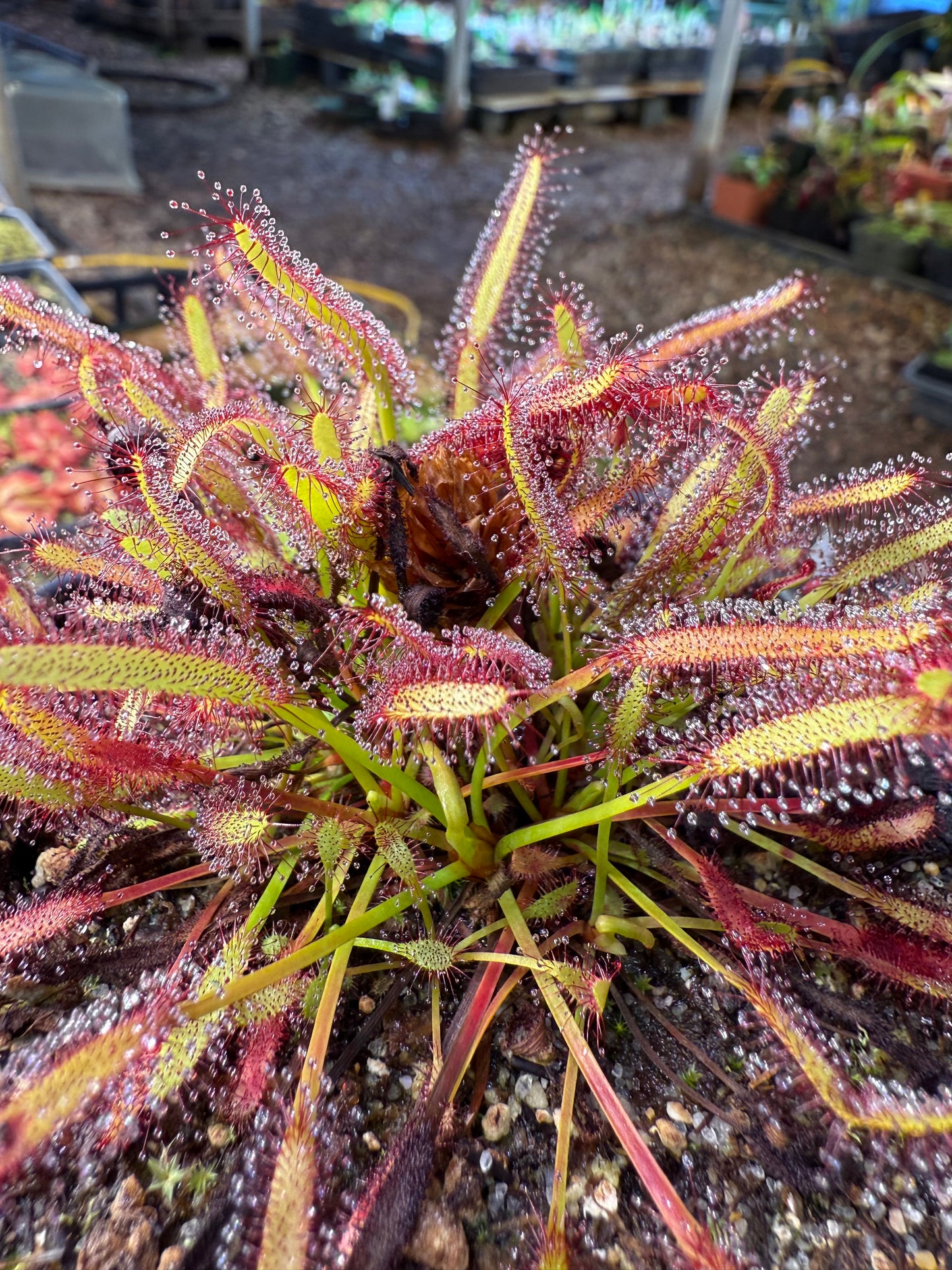 Drosera capensis (Driehoek Farm, Cederberg) 13943