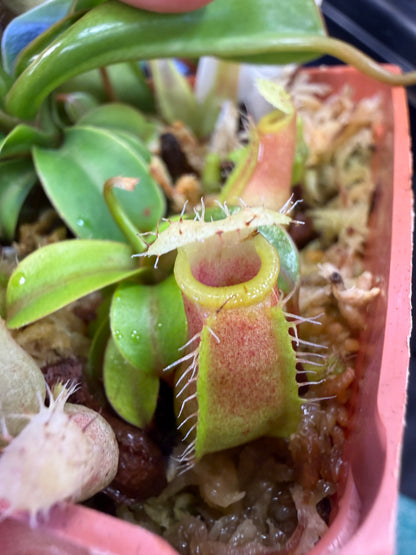 N83 Nepenthes (truncata x ventricosa) x barcelonae (Shipped Bare-Root)