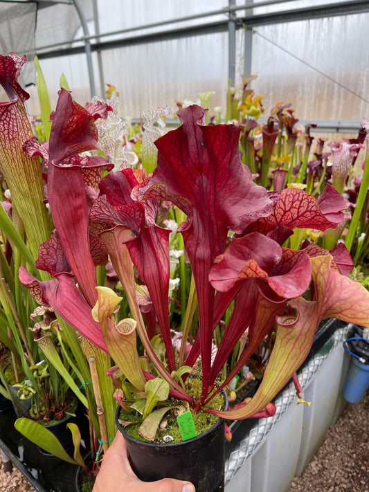 Sarracenia x Dantadelle