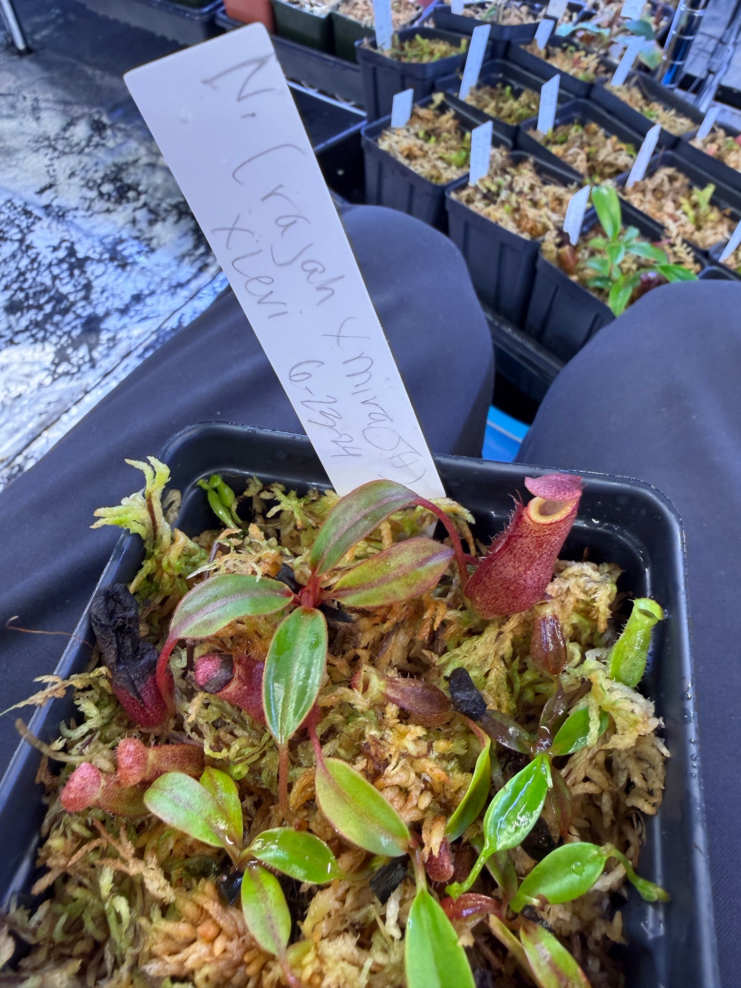 N97 Nepenthes (rajah x mira JH) x Leviathan (Shipped Bare-Root)