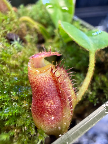 N93 Nepenthes villosa x lowii (Shipped Bare-Root)