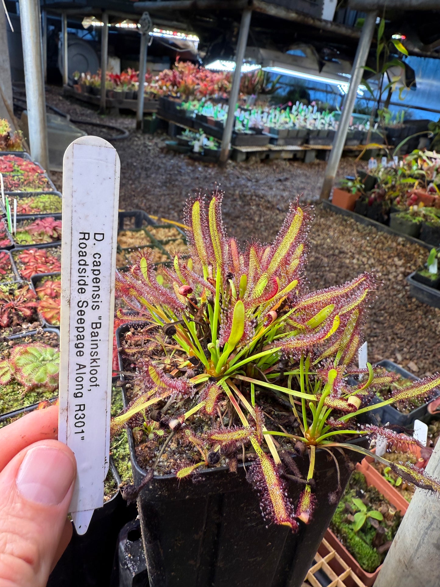 Drosera capensis Roadside Seepage Along R301 Bainskloof