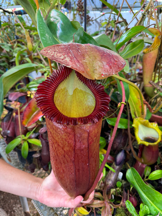 Fresh Nepenthes rajah x edwardsiana #1 Pollen April 2026