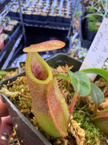 N96 Nepenthes veitchii M Striped x macrophylla (Shipped Bare-Root)