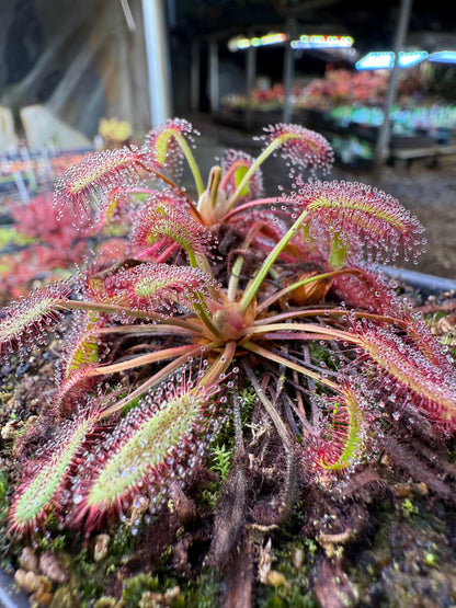 Drosera capensis Minor Tanabe x Self