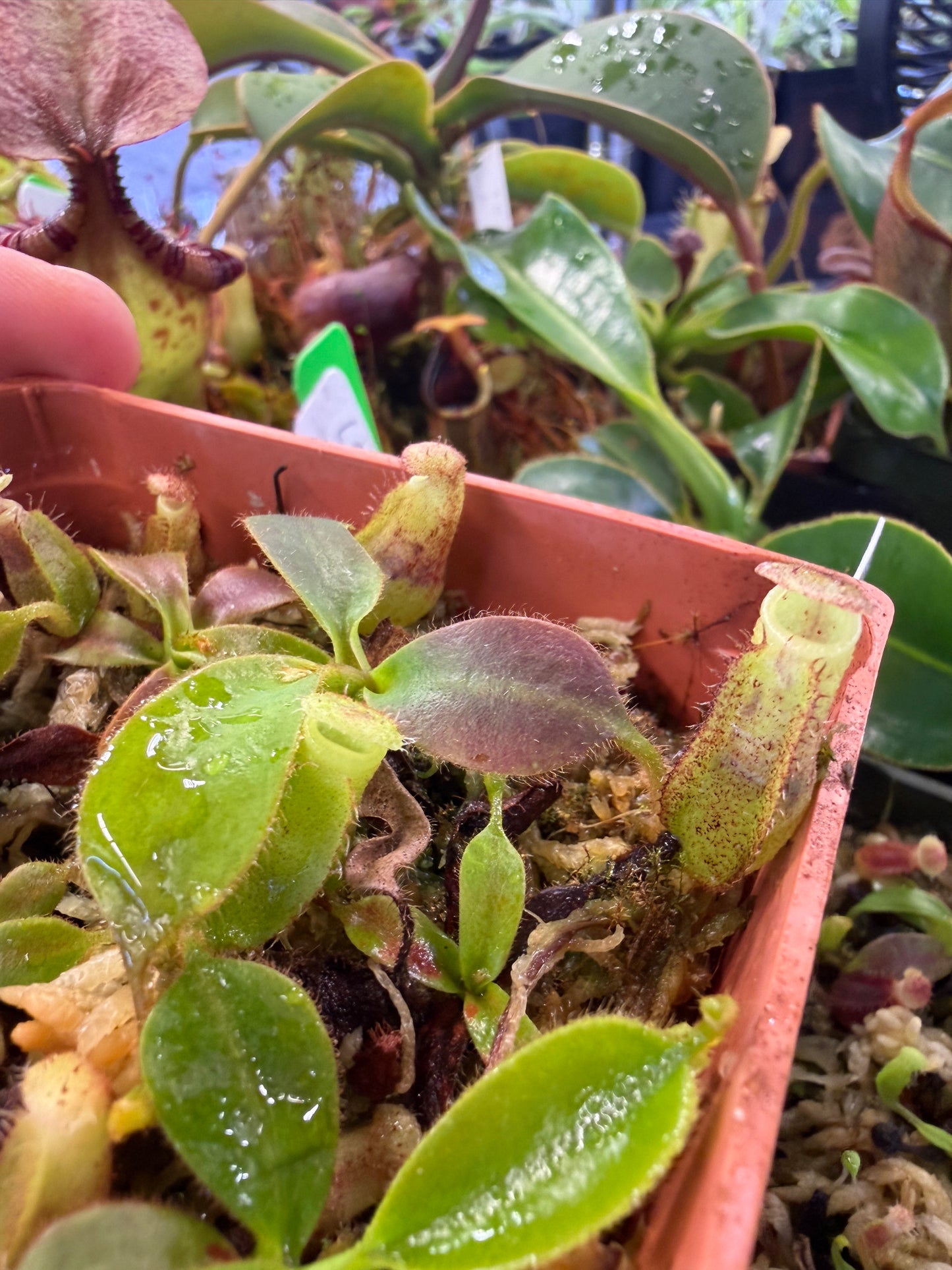 N89 Nepenthes (veitchii x boschiana) x (truncata x spectabilis) (Shipped Bare-Root)