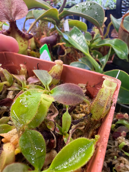 N89 Nepenthes (veitchii x boschiana) x (truncata x spectabilis) (Shipped Bare-Root)