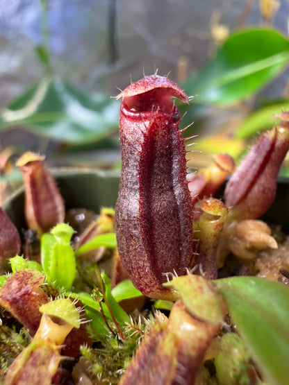 N60 Nepenthes singalana Kunyit Giant x (rajah x edwardsiana #1) (Shipped Bare-Root)