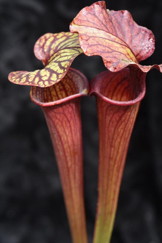 Sarracenia x alata Black x flava Red Tube