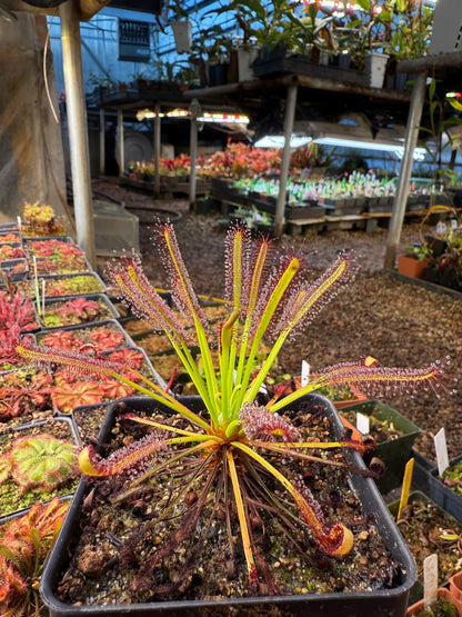 Drosera capensis Red Leaf with Glandular Hairs on Petals (Introduced in CPNL by Rob Gibson)