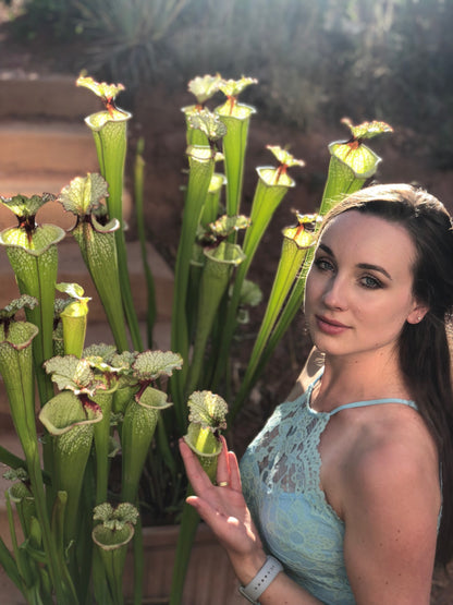 Sarracenia x Leah Wilkerson