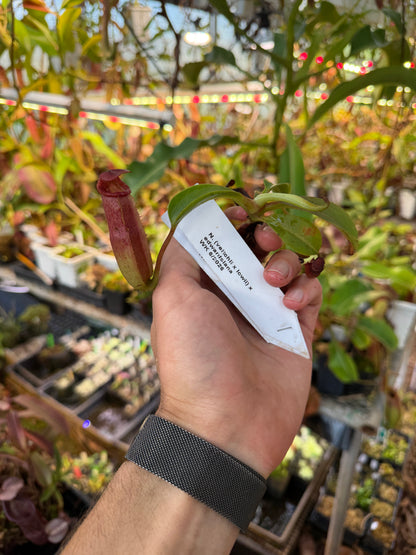 Nepenthes (veitchii x lowii) x edwardsiana NP134 - Seed Grown (Shipped Bare Root)