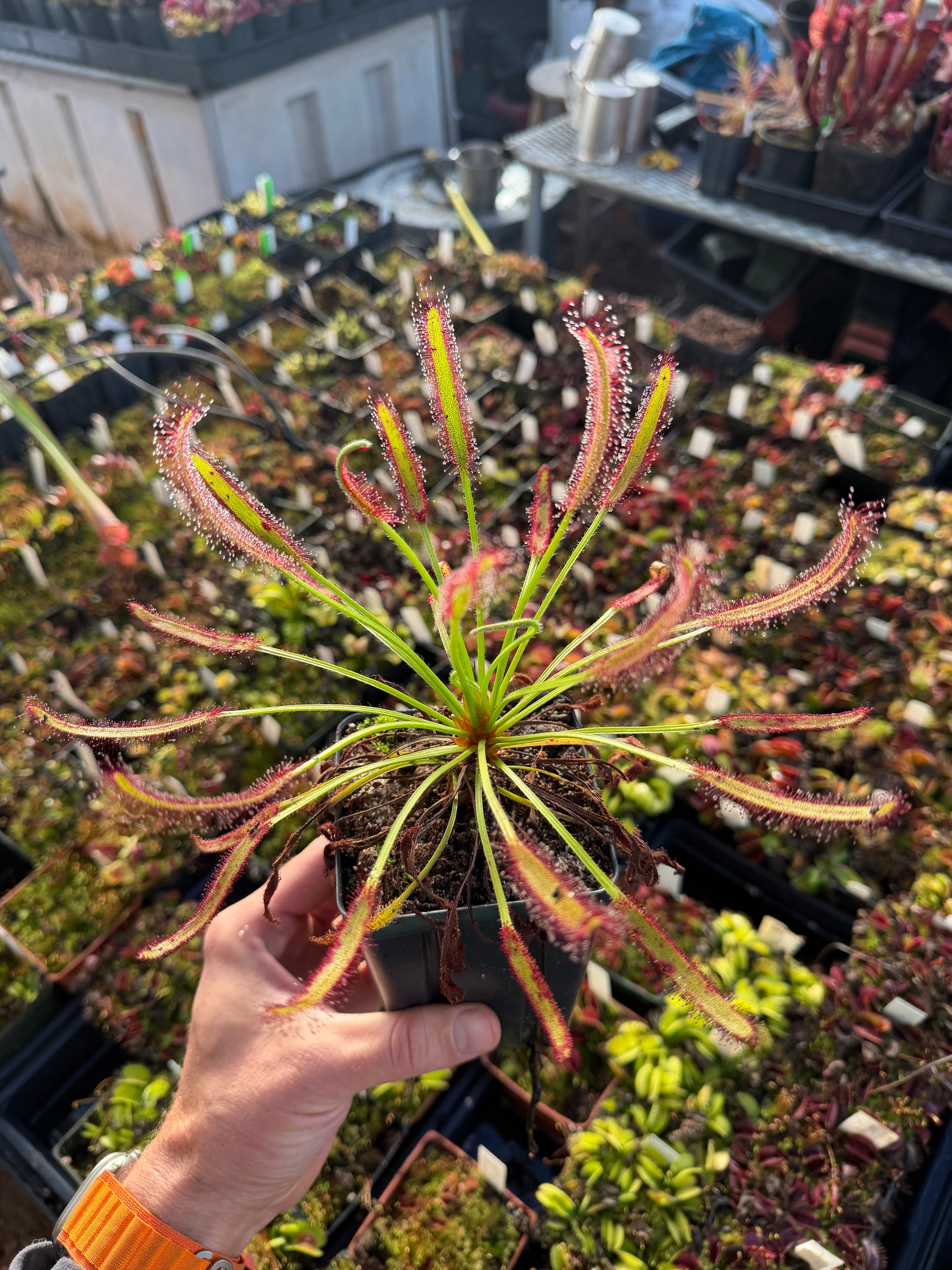 Drosera capensis Hairy Form (Stellenbosch) Hairyest Clone ex Lowrie
