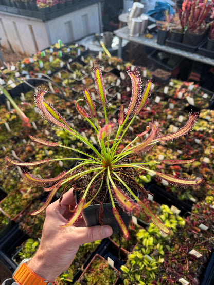 Drosera capensis Hairy Form (Stellenbosch) Hairyest Clone ex Lowrie