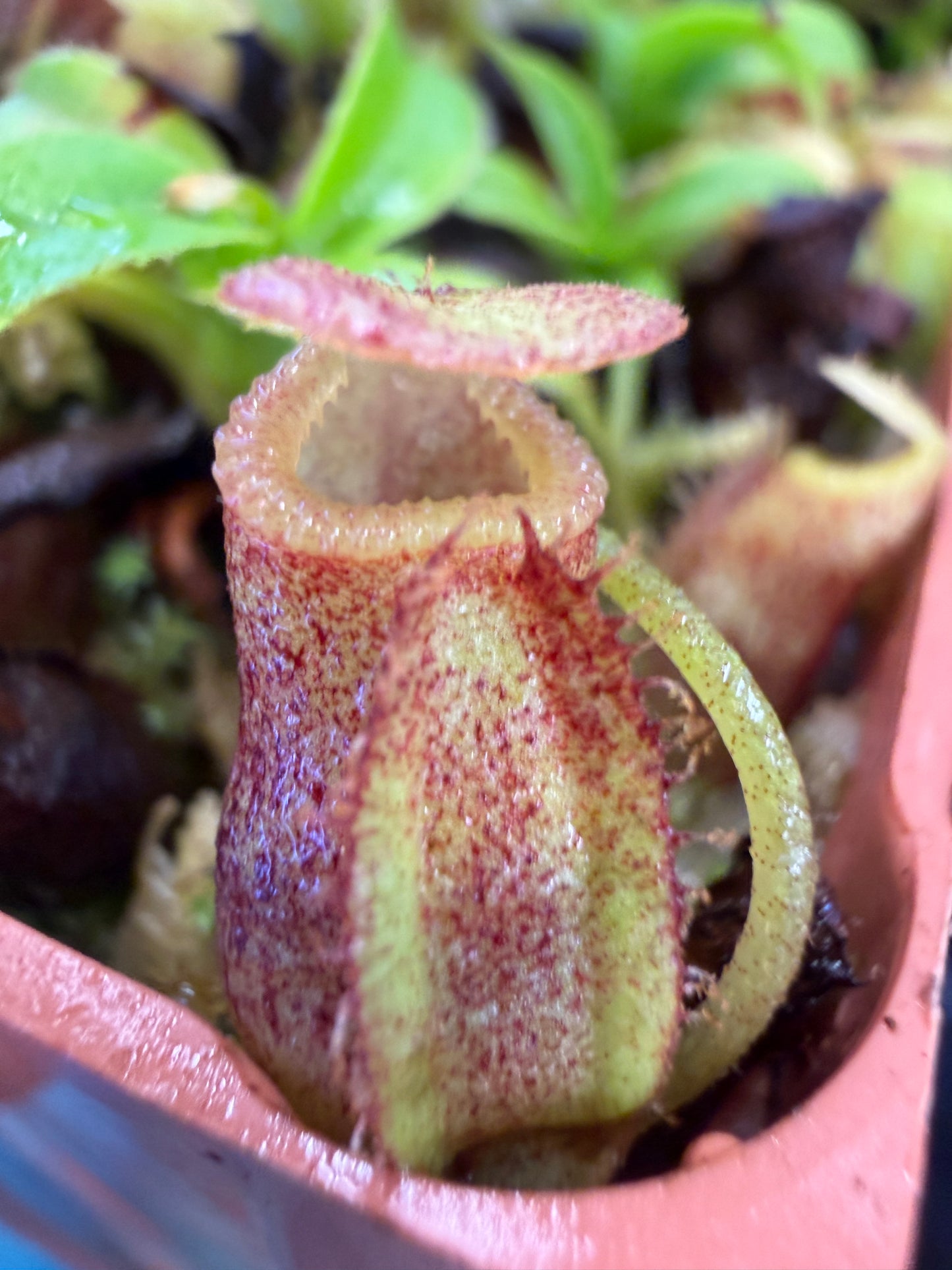 N88 Nepenthes talangensis x villosa (Shipped Bare-Root)
