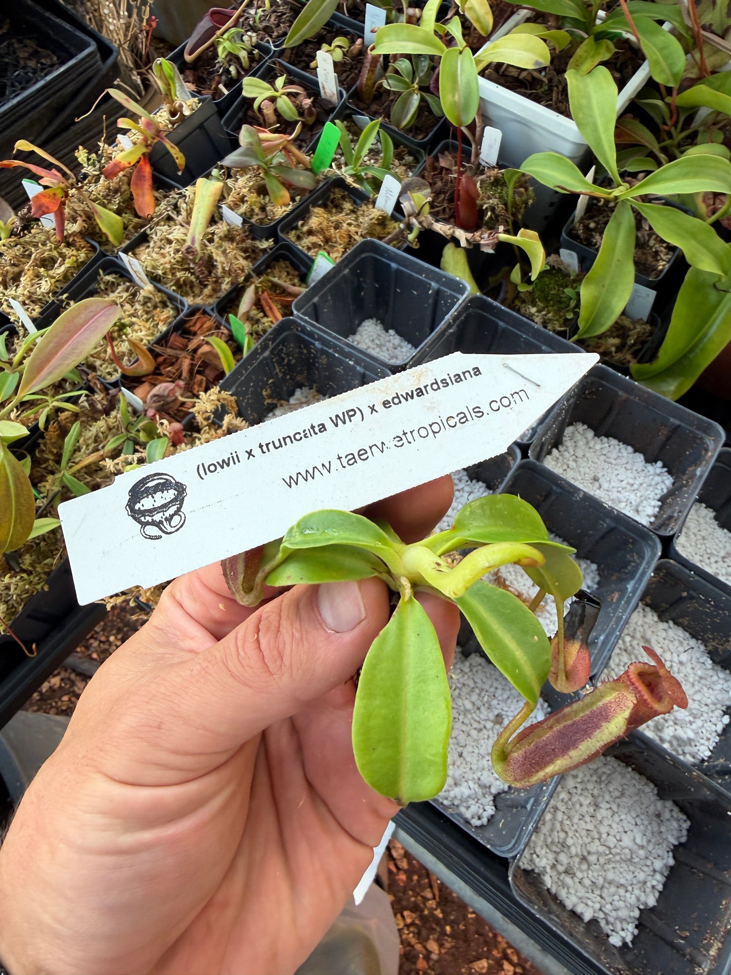Nepenthes (lowii x truncata Wide Peristome) x edwardsiana NP139 - Seed Grown (Shipped Bare Root)