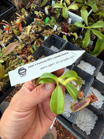Nepenthes (lowii x truncata Wide Peristome) x edwardsiana NP139 - Seed Grown (Shipped Bare Root)