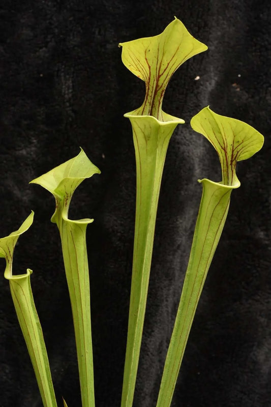 Sarracenia flava typical DW
