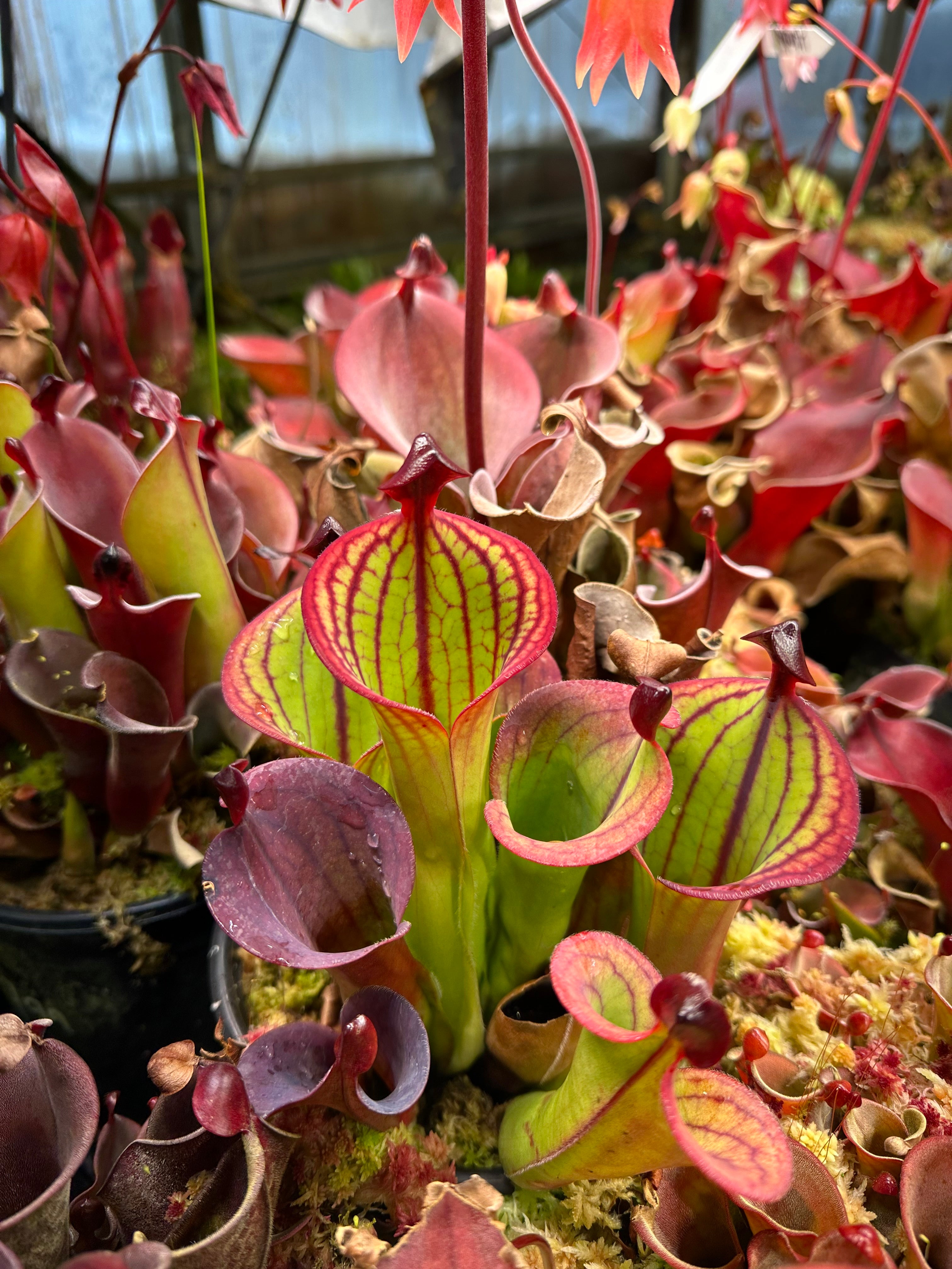 H. macdonaldae | Jeremiah's Plants