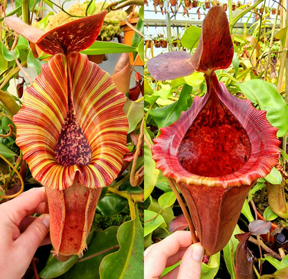 Nepenthes [(lowii x veitchii) x boschiana] x [(veitchii x maxima) x veitchii] (F-clone) x [(lowii x veitchii) x campanulata] NP98 - Seed Grown